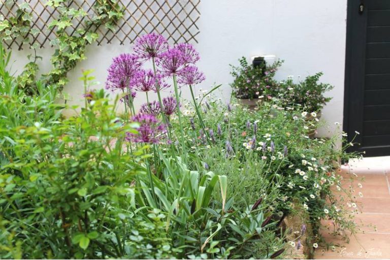 Allium «Deep Purple», un bulbo de otoño que florece en primavera