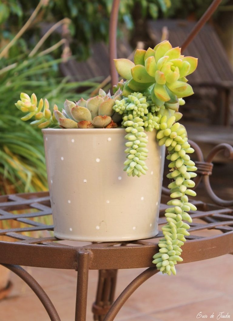 sedum morganianum