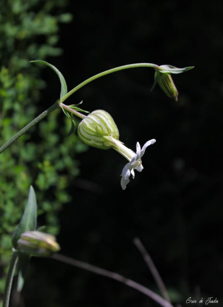 silene latifolia