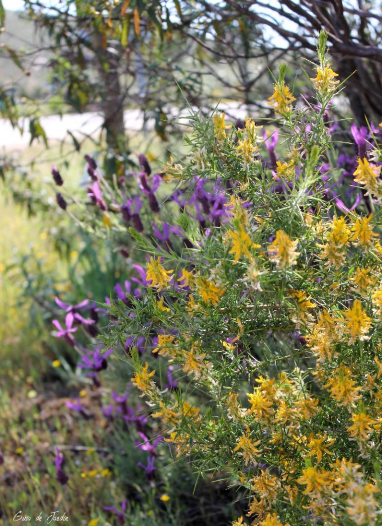 Ulex (amarilla)