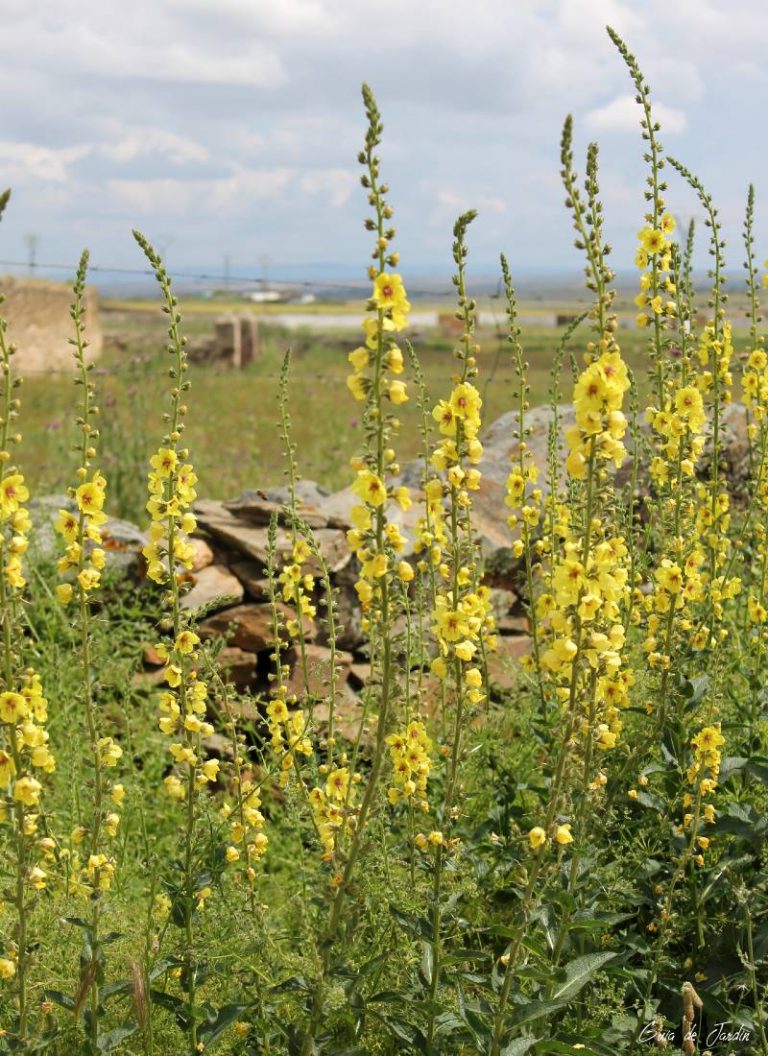 Verbascum nigrum
