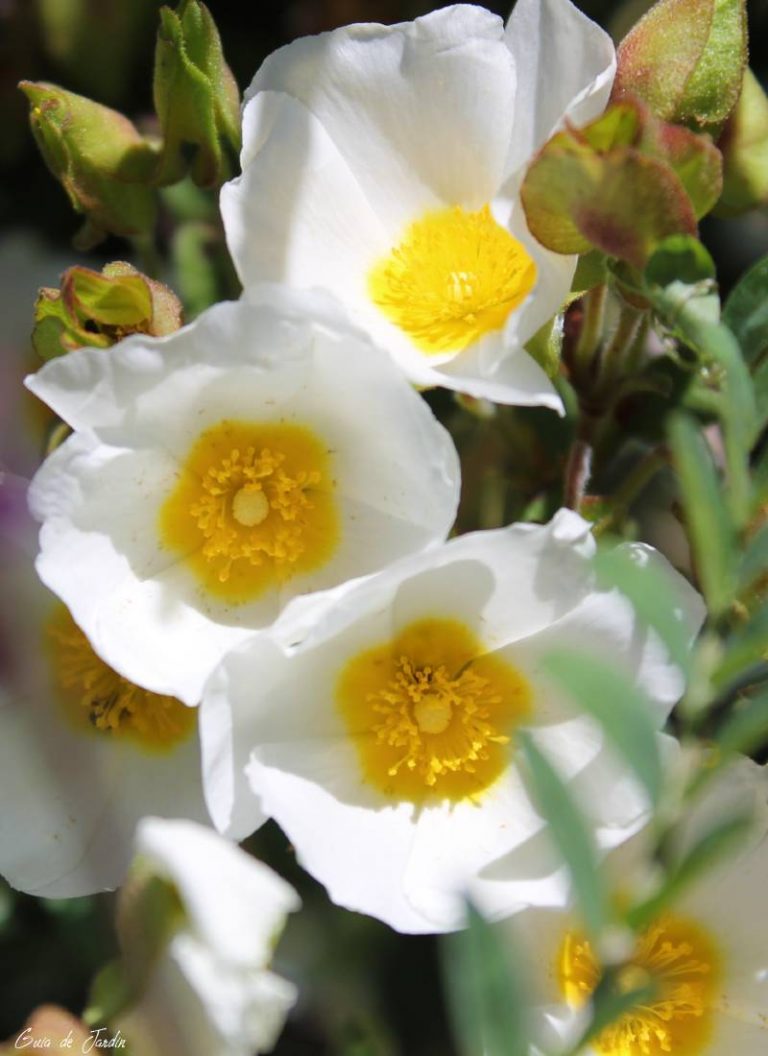 Flores de jara