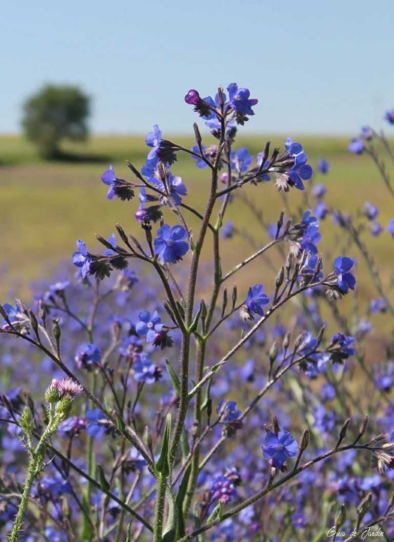 Anchusa azurea