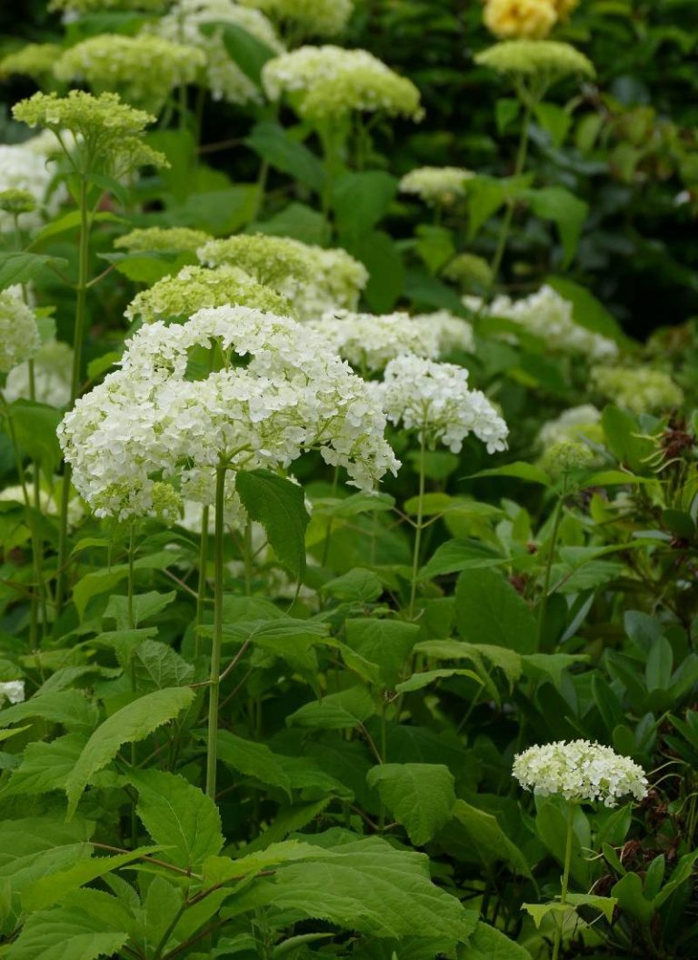 hortensia Annabelle