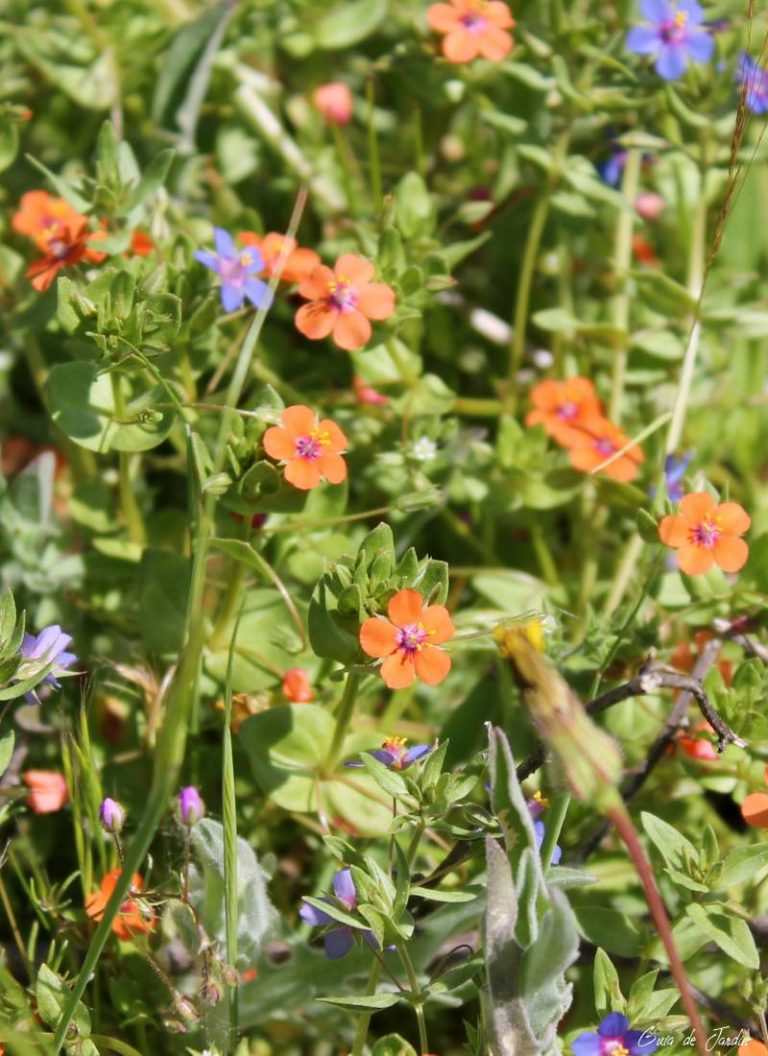 pimpinela escarlata