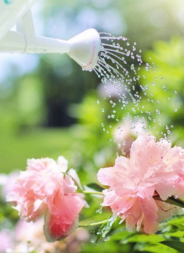 regar flores