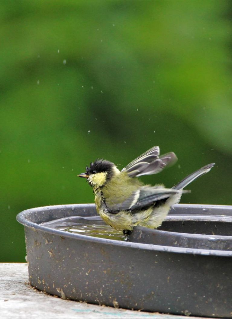 bebedero para pajaros