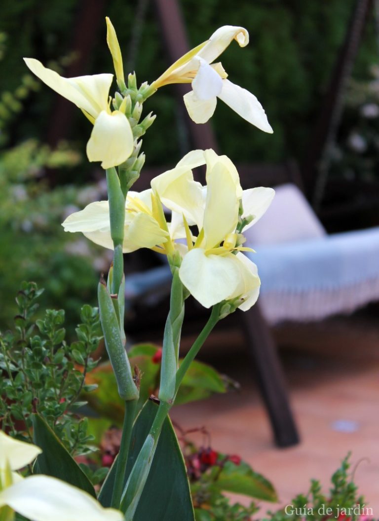 cuidar Canna indica