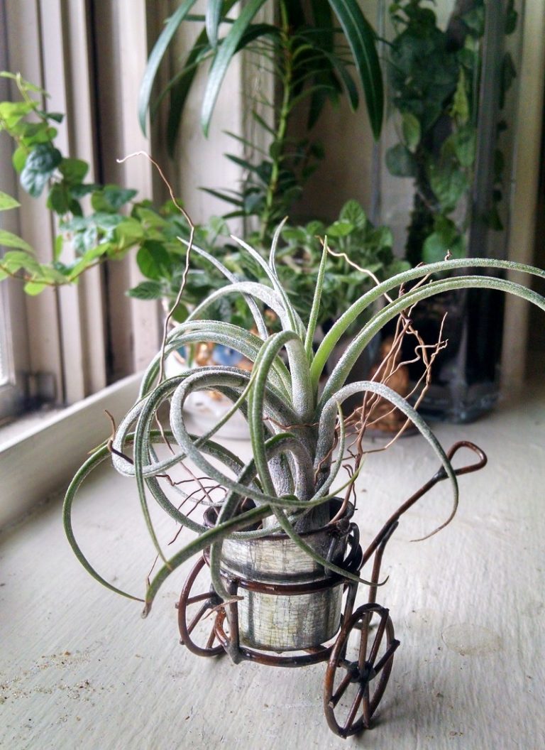 decorar con plantas de interior