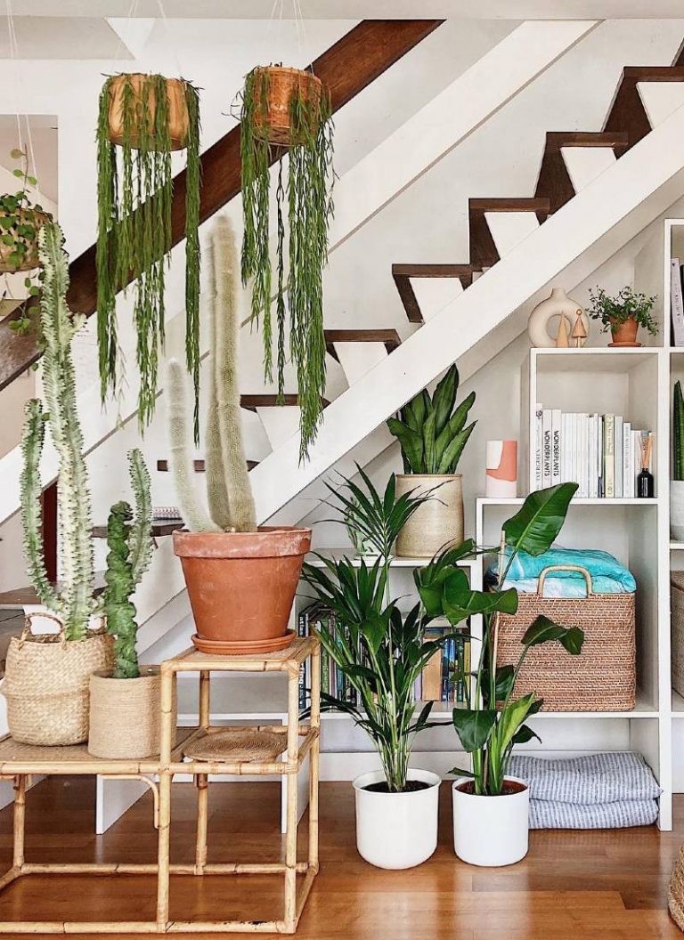 exponer plantas en casa