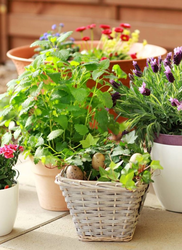 comprar plantas al por mayor