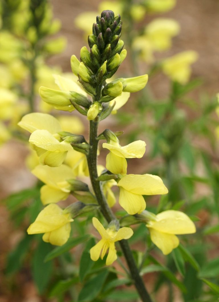 Thermopsis chinensis