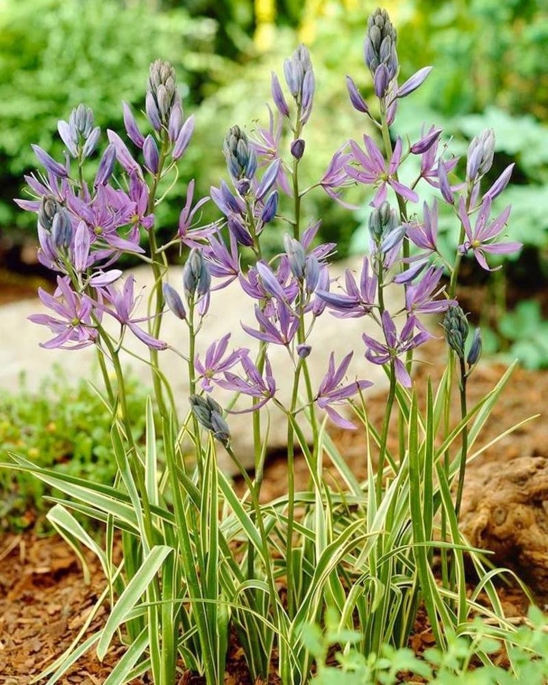 Collection De 50 Bulbes De Camassia - Mélange De 5 Variétés, Vivaces Rustiques, Gros Bulbes (Hollande)