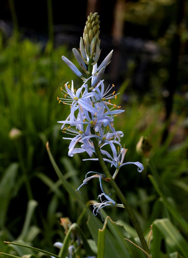 camassia cusikii