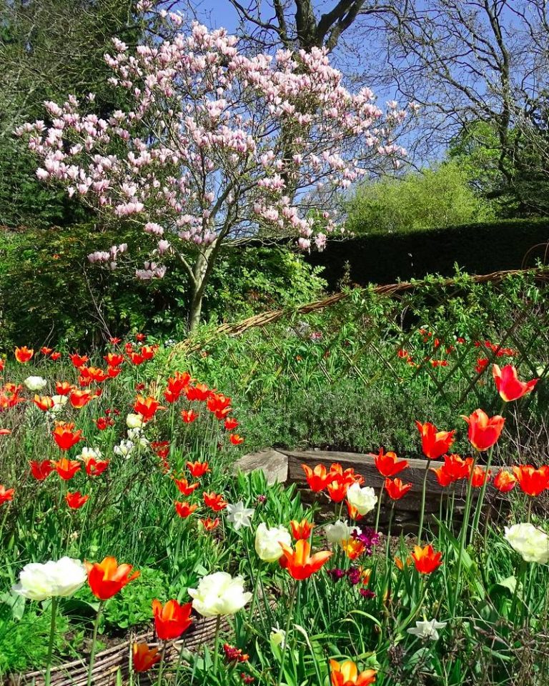jardin lleno de aroma