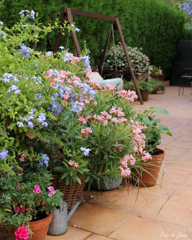 plantas mediterráneas en maceta