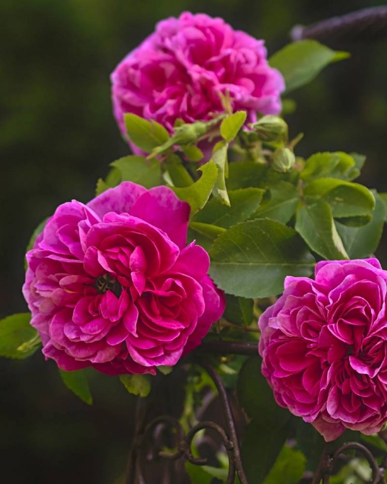 rosal