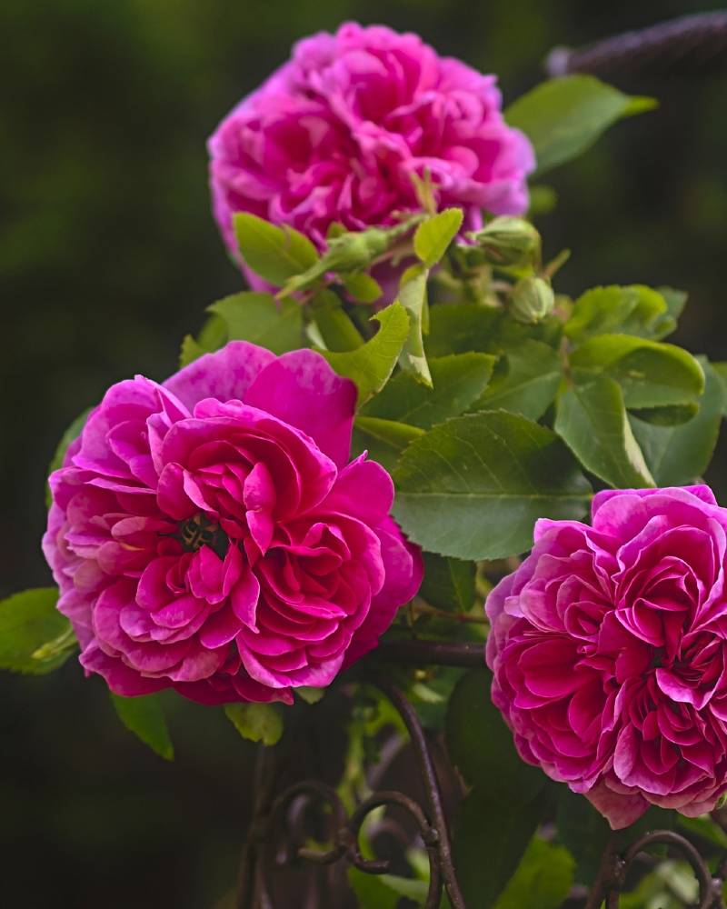 Las 10 Rosas M s Hermosas Del Mundo