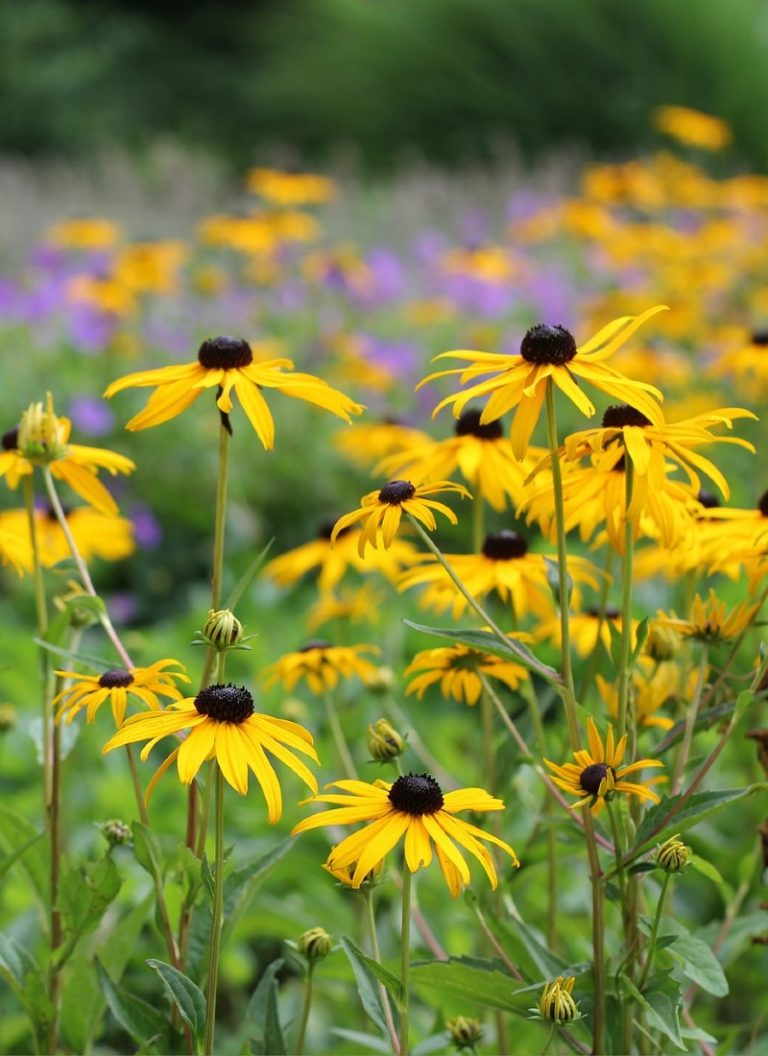 rudbeckia