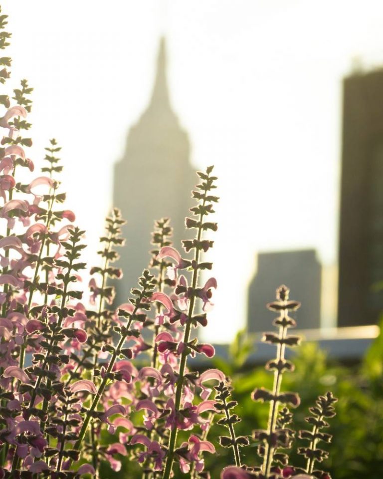 High Line NY