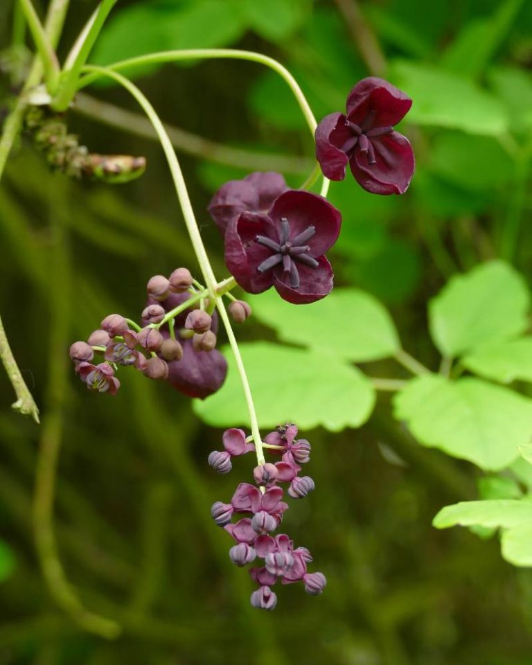 akebia quinata