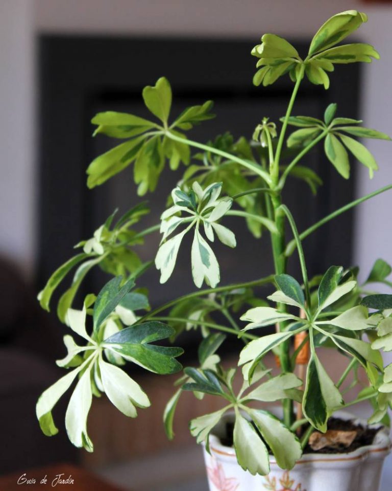 cuidar una schefflera