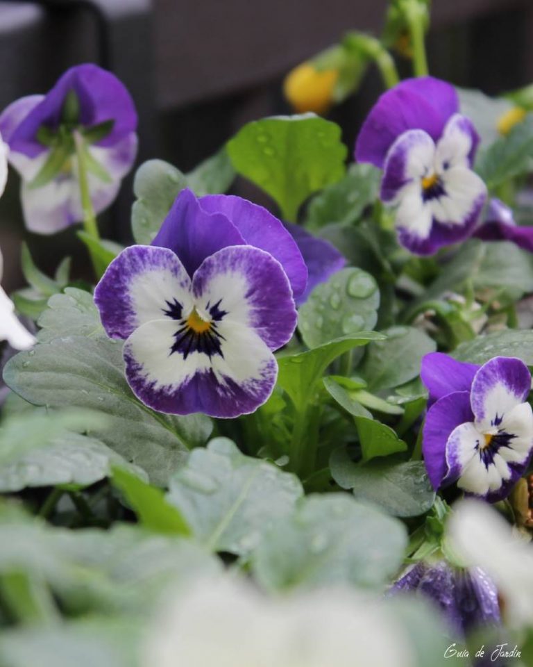 violas cornutas