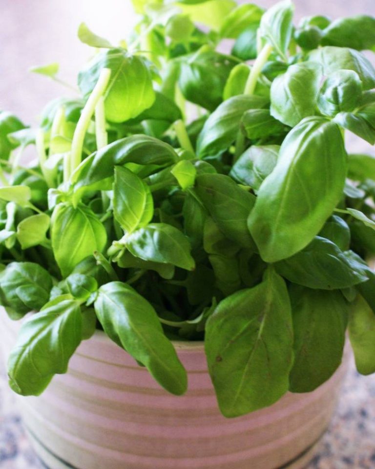 tipos de albahaca