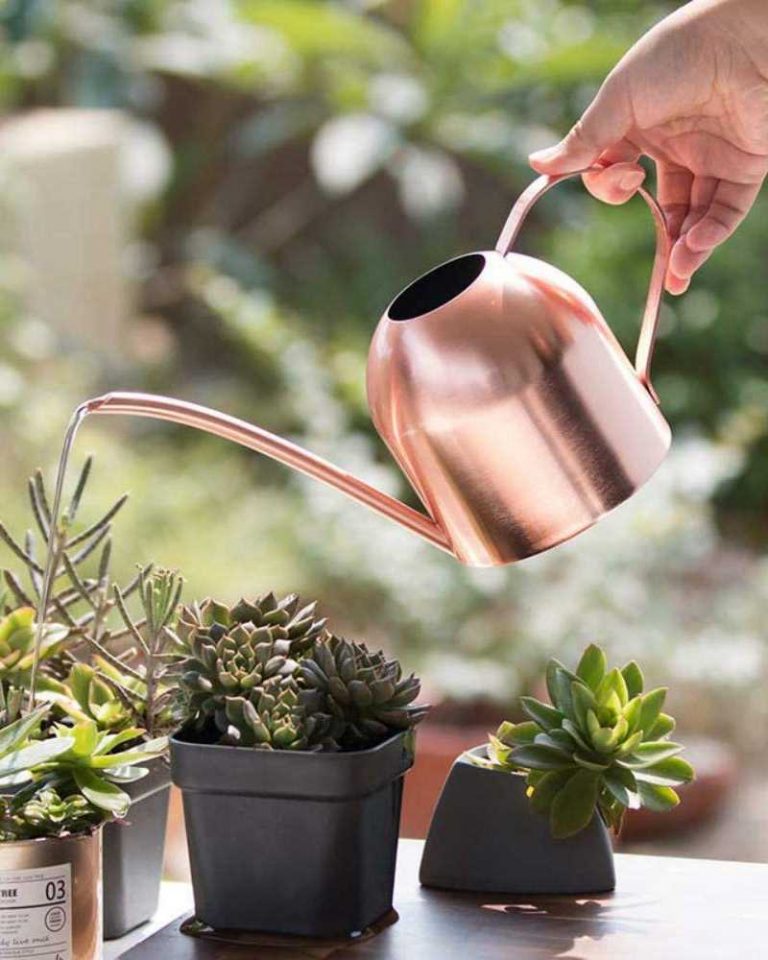 regadera bonsai