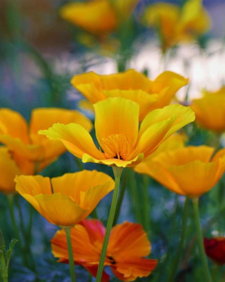 amapola de california