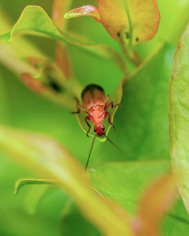 insecto