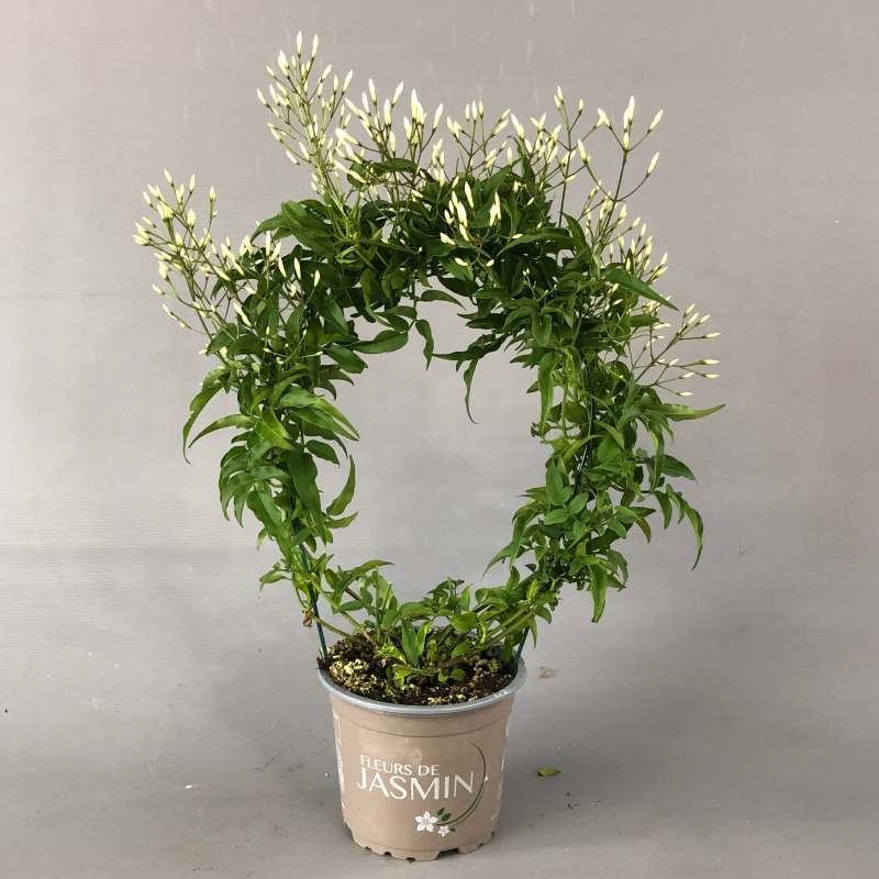 Cuidados Del Jazmin Chino Jasminum Polyanthum Gu a De Jard n