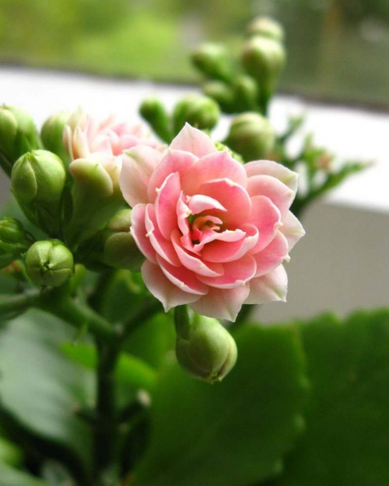 kalanchoe
