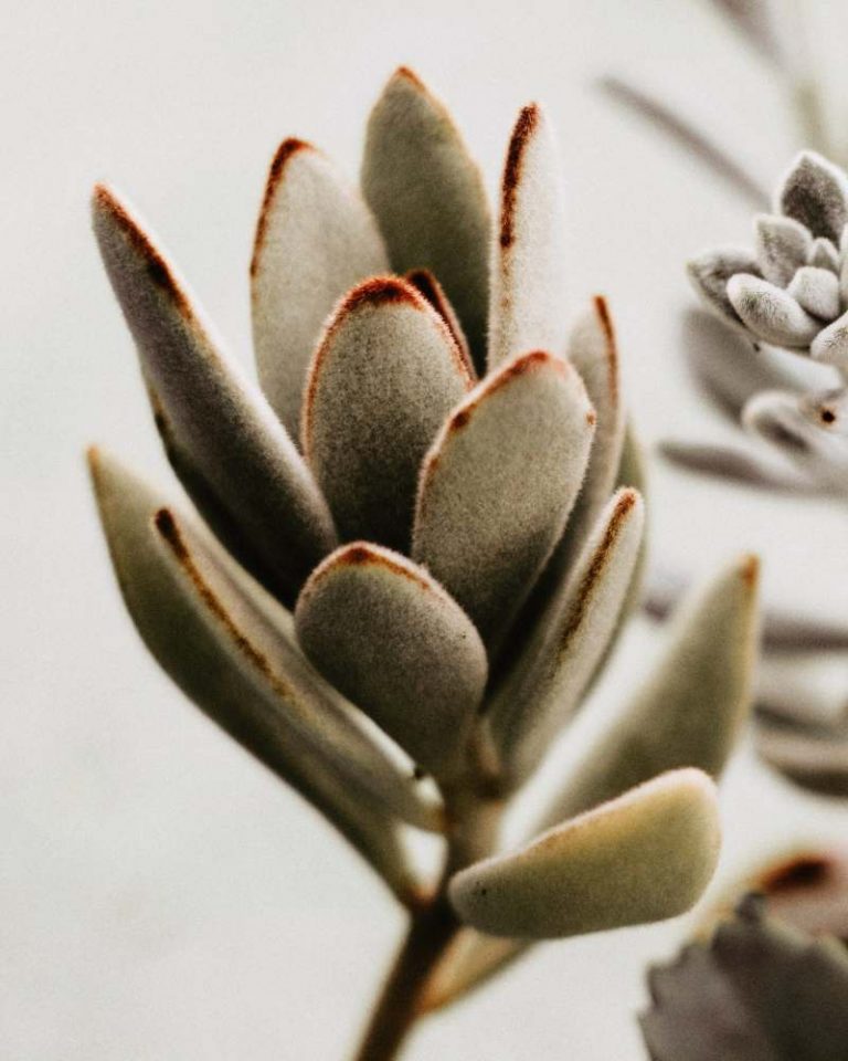 kalanchoe tomentosa