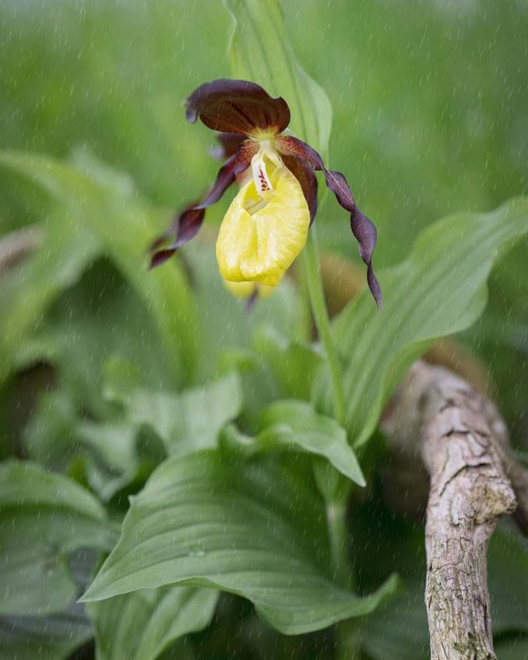 orquideas silvestres