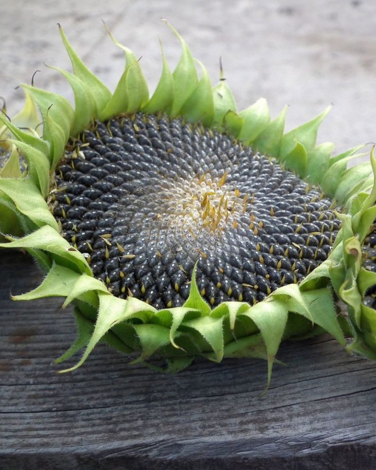 propiedades-de-las-pipas-de-girasol-gu-a-de-jard-n