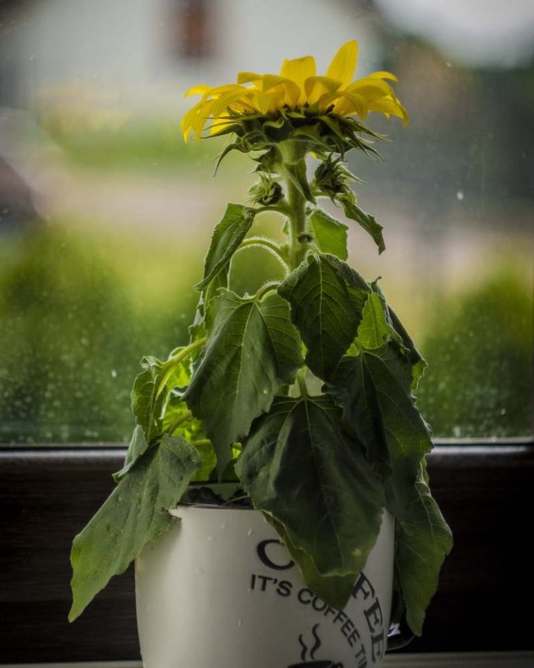 cómo plantar girasoles