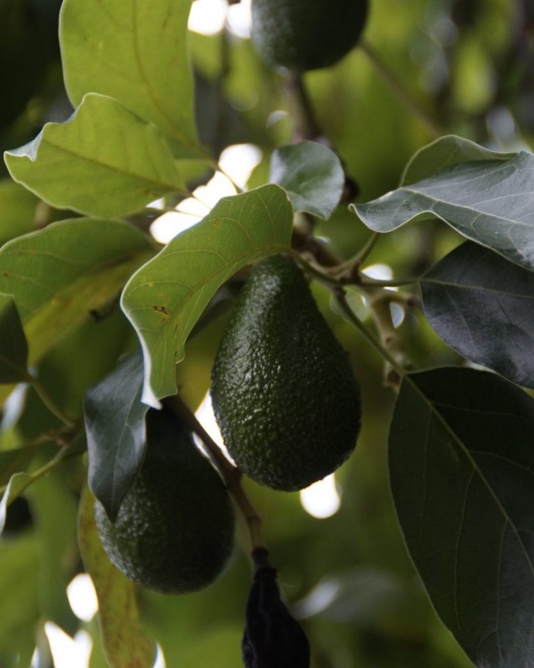 aguacate