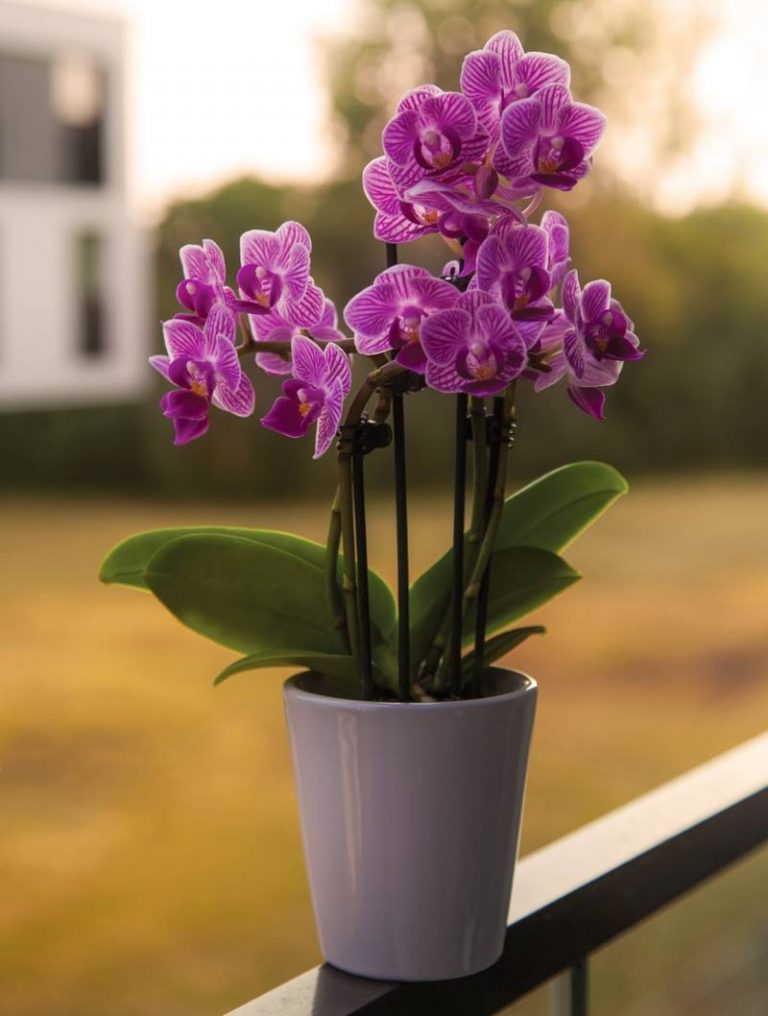orquídea en maceta