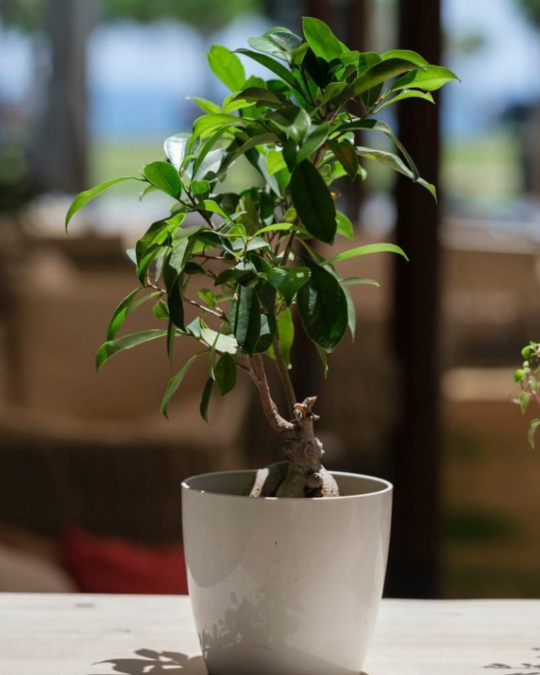bonsái ficus