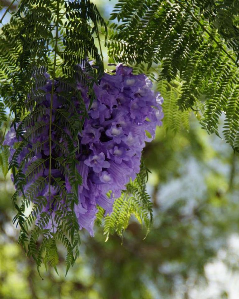 las jacarandas