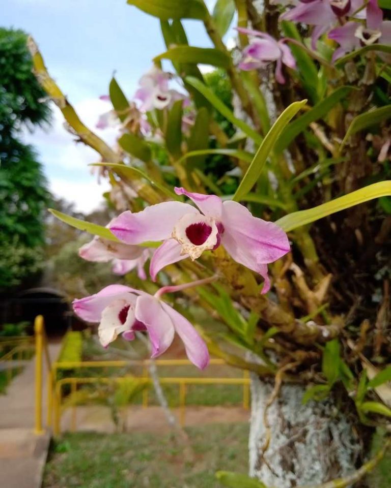orquídea de exterior