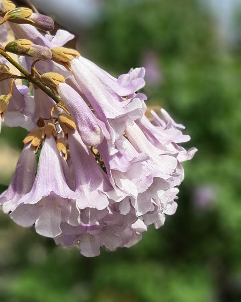 Paulownia tomentosa