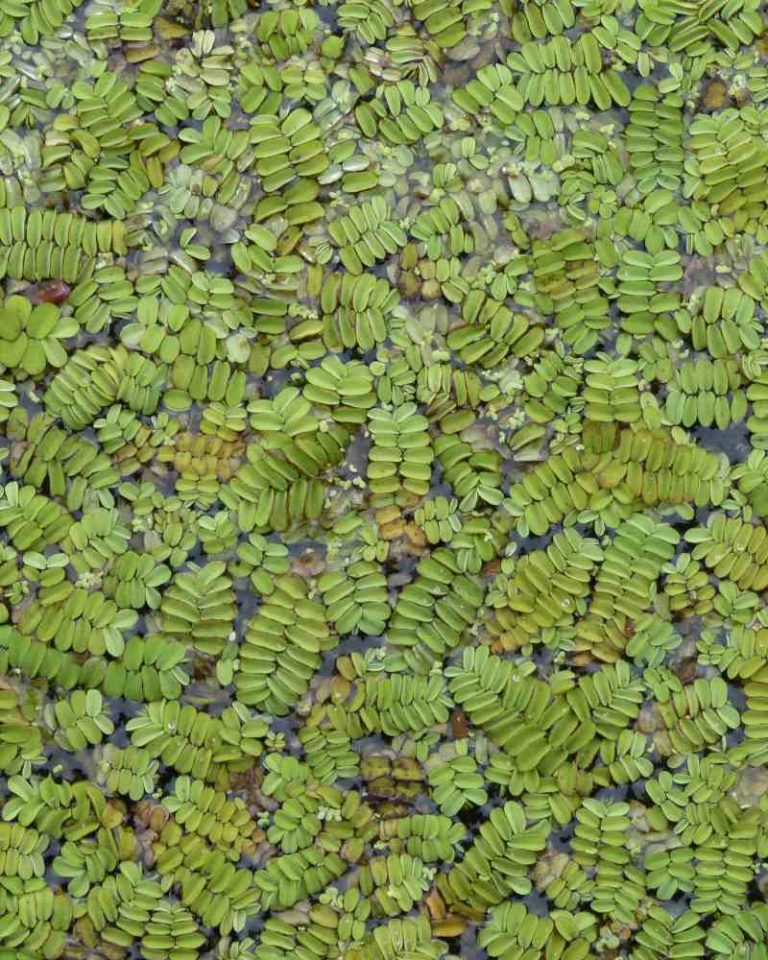azolla