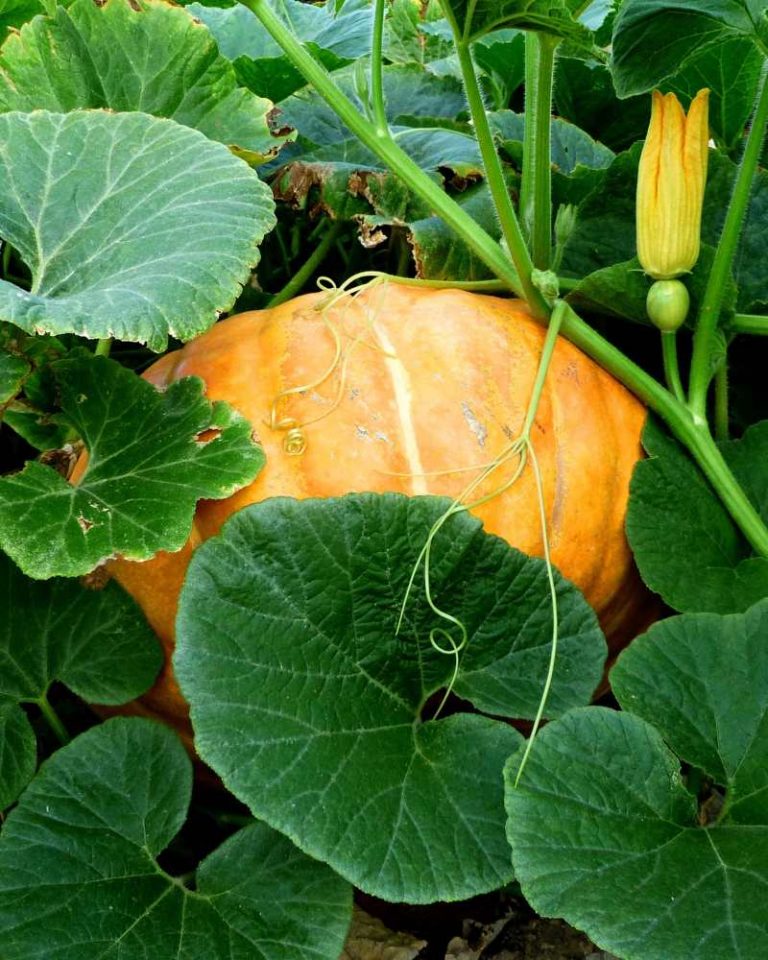 calabaza