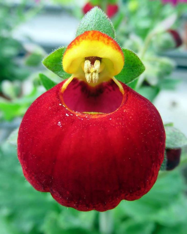 calceolaria