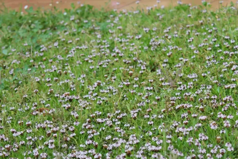 cesped de lippia nodiflora