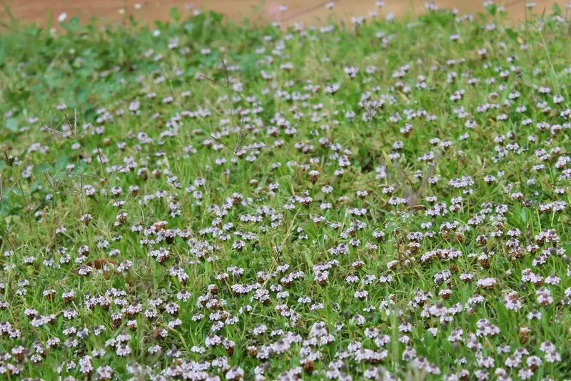 cesped de lippia nodiflora llena de flores