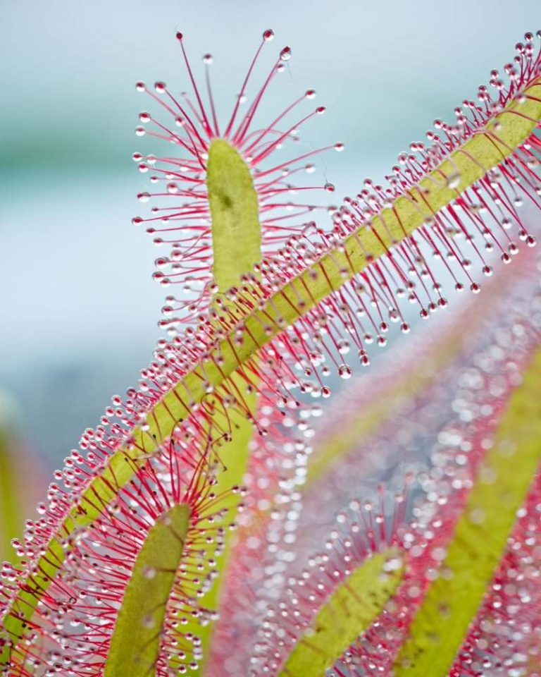 Drosera capensis