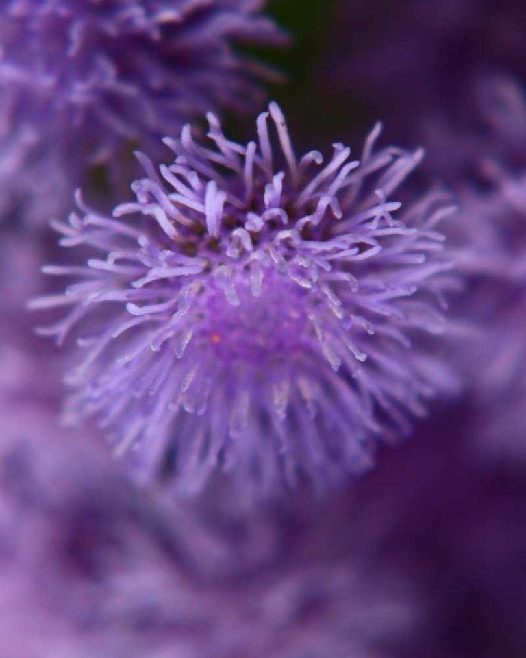 flor de agerato